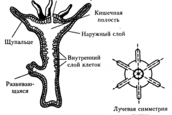 Что такое кракен в интернете