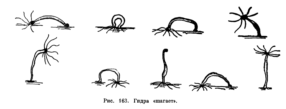 Настоящий сайт kraken